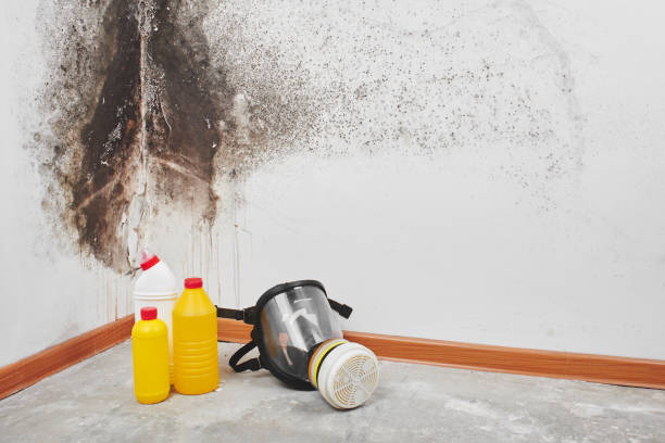Best Fast Mold Removal  in West Hurley, NY