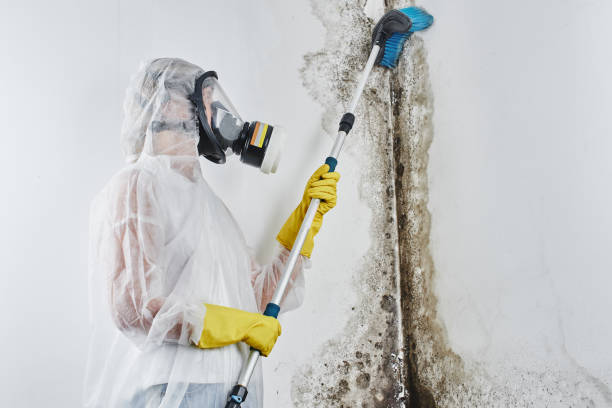 Best Commercial Mold Removal  in West Hurley, NY