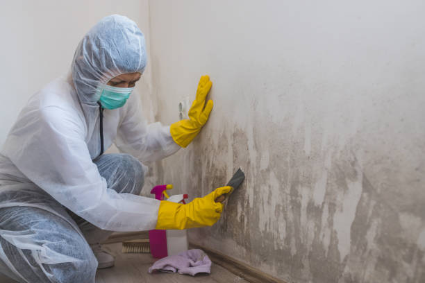 Best Professional Mold Removal  in West Hurley, NY