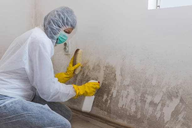 Best Mold Damage Repair  in West Hurley, NY