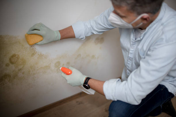 Best Attic Mold Removal  in West Hurley, NY