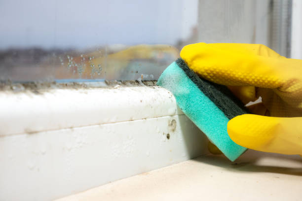 Best Toxic Mold Removal  in West Hurley, NY