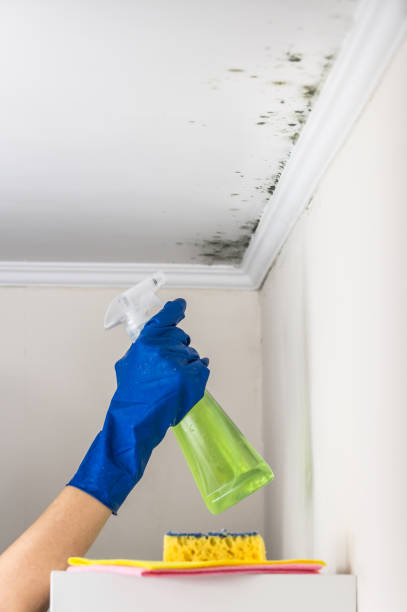 Best Mold Removal and Inspection  in West Hurley, NY